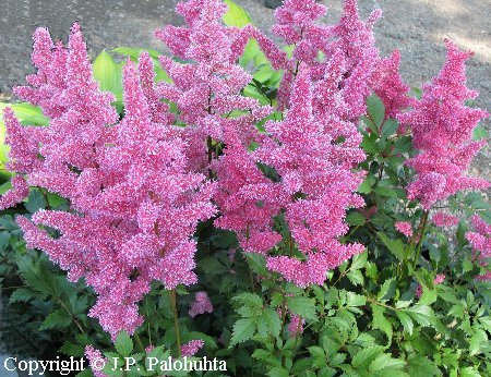 Astilbe Japonica-Ryhm 'Bremen'